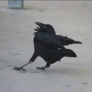 Meet your Posher, Gerard